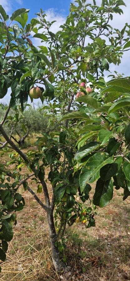 Stancija Lottegaly - Green Holiday Vodnjan Dış mekan fotoğraf